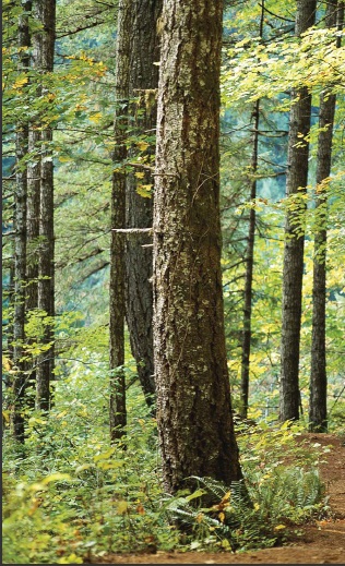 สิ่งแวดล้อม