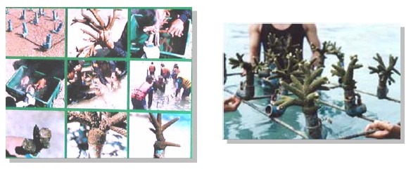 ประการังจากท่อพีวีซี