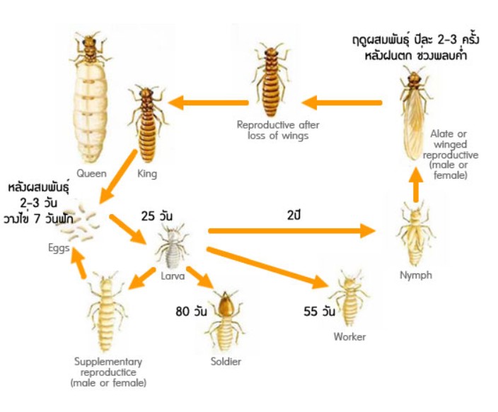วงจรชีวิตของปลวก